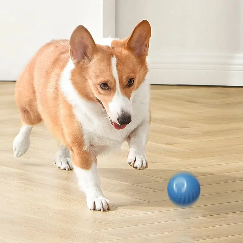 USB Charging Automatic Bouncin - огляд і ціна Automatic Moving Dog Ball