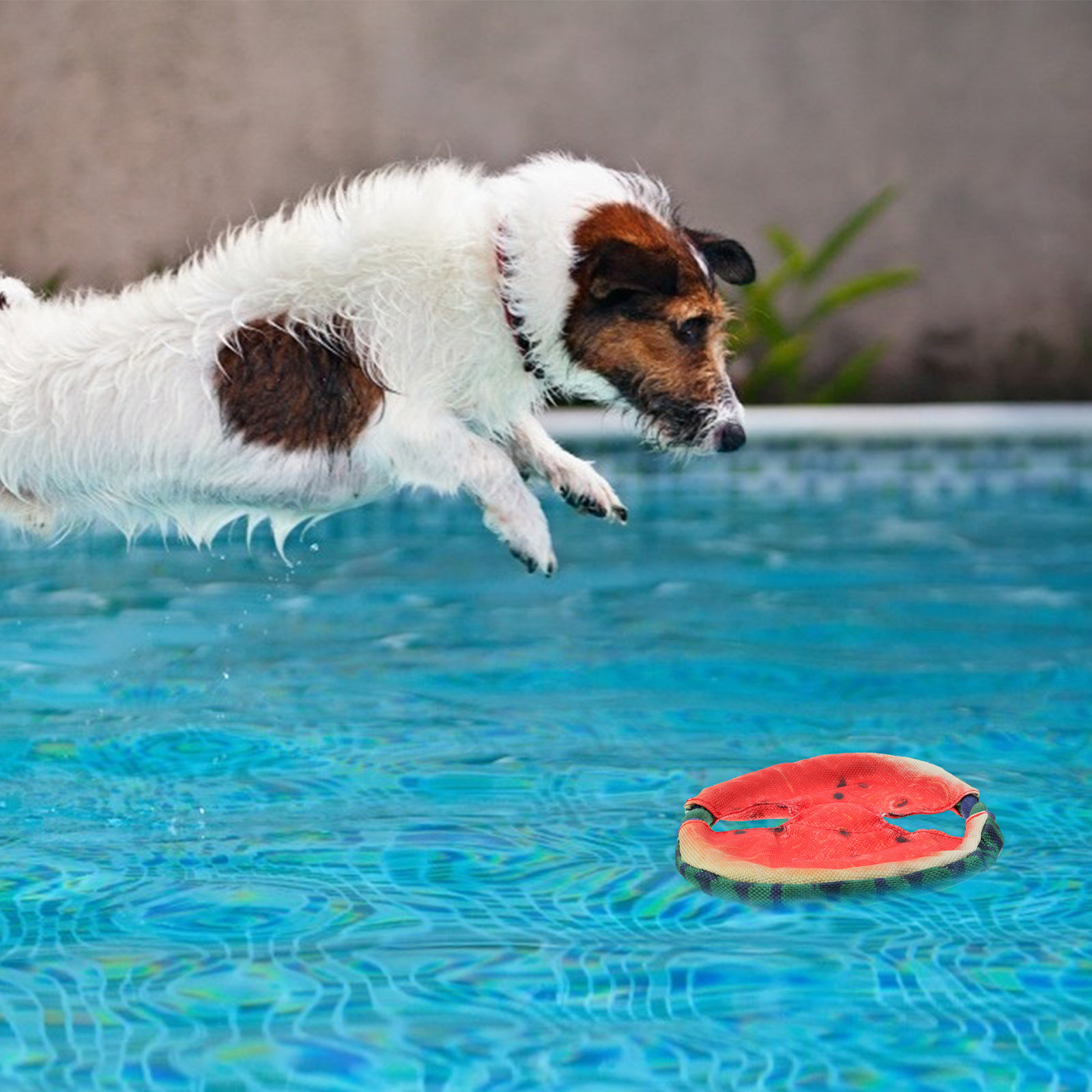 Dog Flying Disc Floating Water - огляд і ціна Flying Disc Dog Training Toy