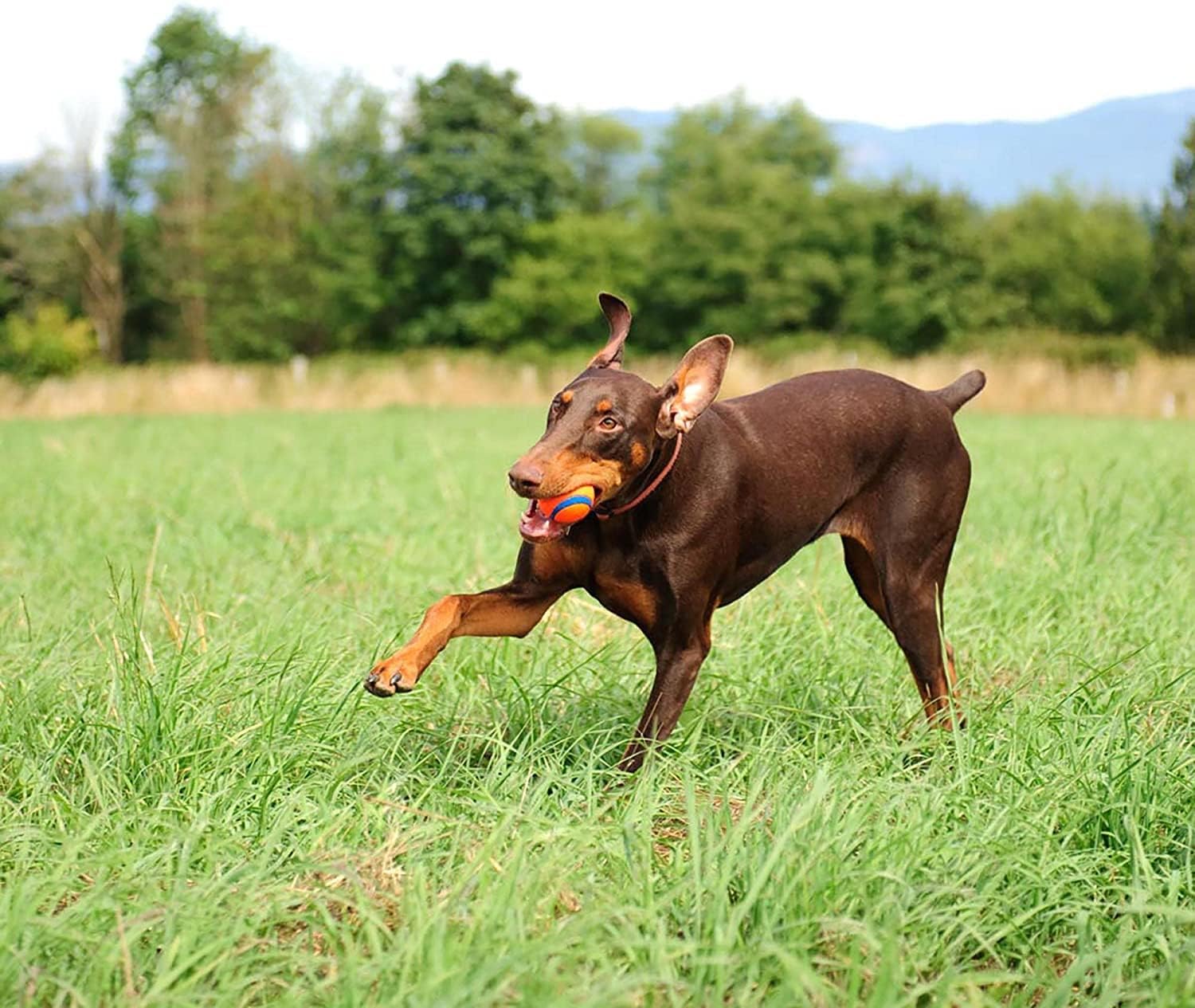 Chuckit Ultra Ball Dog Toy - огляд і ціна Indestructible Dog Chew Toy